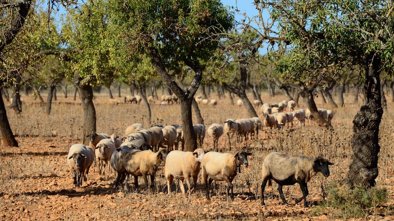 Випасання овець на кісточкових плодових плантаціях все ще є відмінною рисою ландшафту острова.