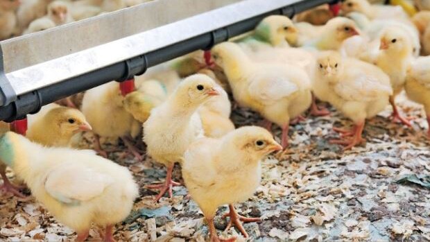 Птахівники лідирують в зменшенні використання антибіотиків